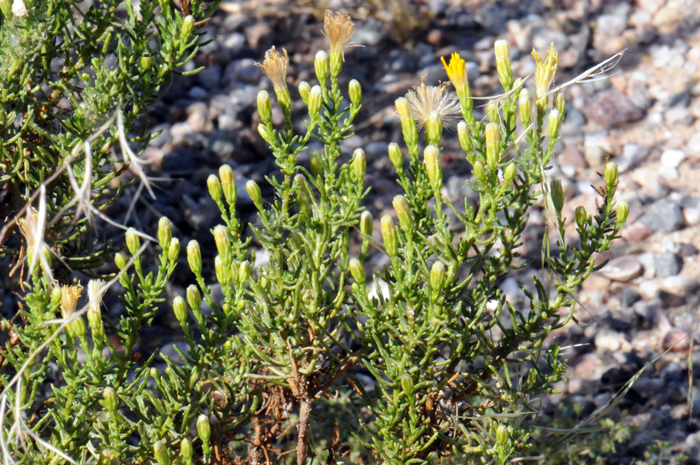 Burroweed has a wide variety of habitat preferences from lower and upper Sonoran deserts, sunny open areas, dry desert washes, mesas, roadsides and other disturbed areas.  Isocoma tenuisecta